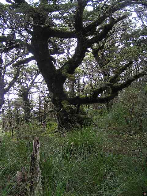 NZ leden-unor 2006 190.jpg
